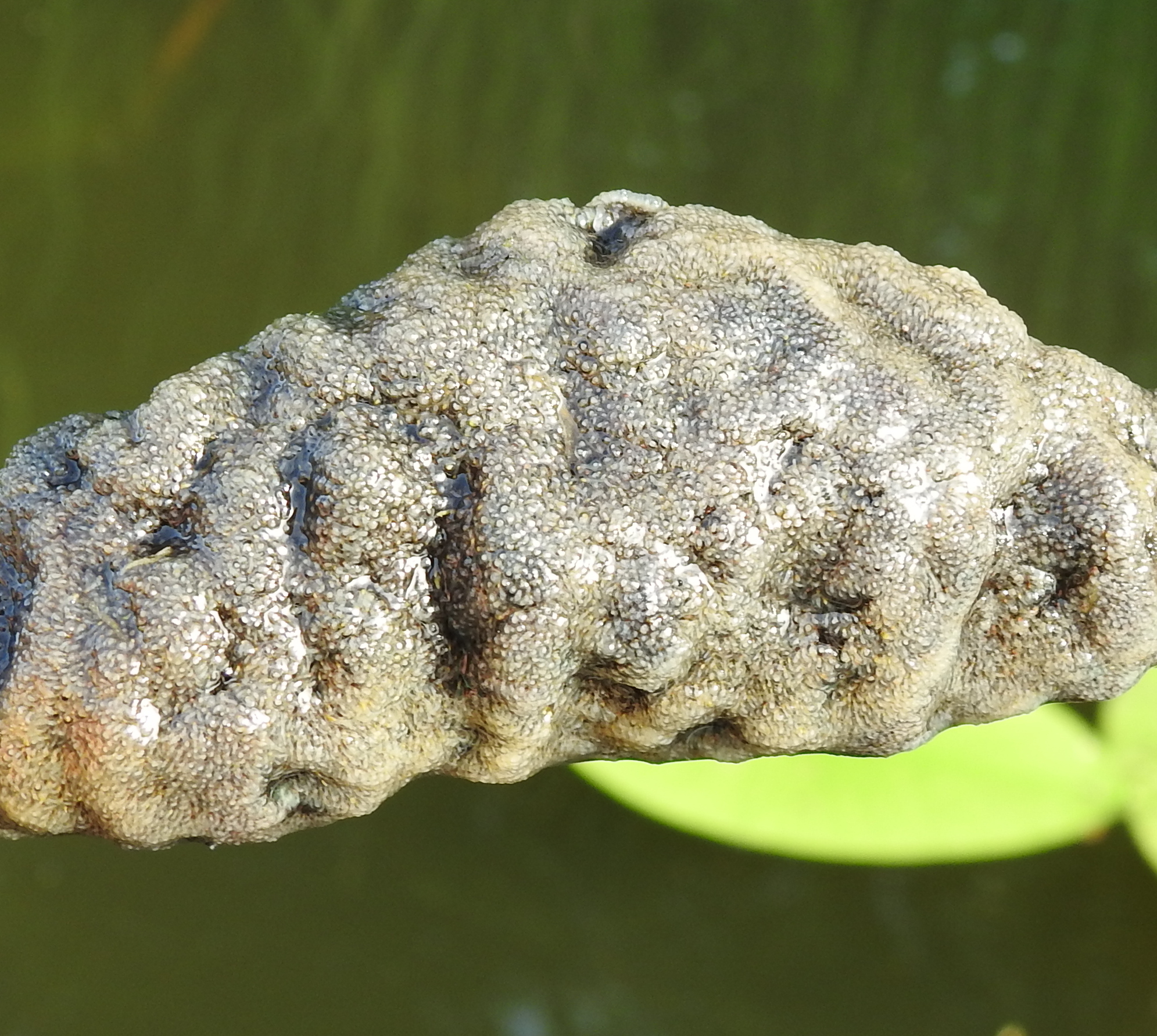 Plumatella fungosa (Pallas, 1768)