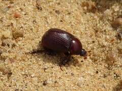 Aphonus