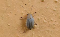 Colaspis