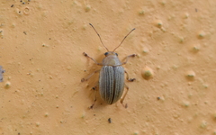 Colaspis