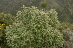 Olearia paniculata