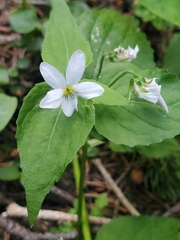 Viola canadensis scopulorum