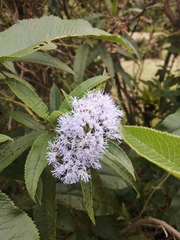 Aristeguietia cacalioides