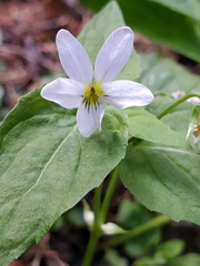 Viola canadensis scopulorum