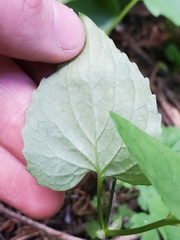 Viola canadensis scopulorum