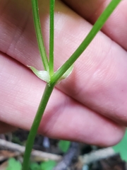 Viola canadensis scopulorum