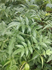 Wisteriopsis reticulata