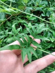 Wisteriopsis reticulata