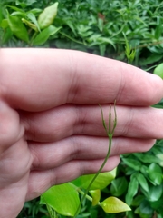 Wisteriopsis reticulata