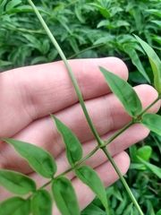 Wisteriopsis reticulata