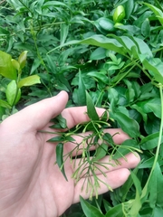 Wisteriopsis reticulata