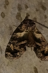 Ophiusini