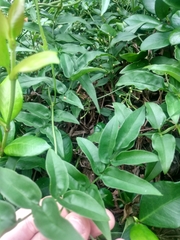 Wisteriopsis reticulata