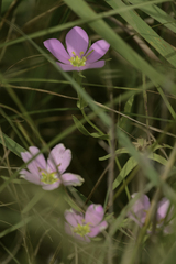 Sabatia campestris
