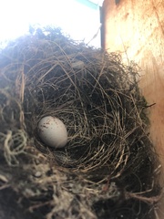 Empidonax difficilis