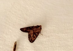 Perigea xanthioides