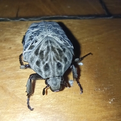 Gymnetis litigiosa