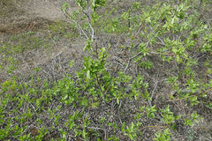Salix pulchra