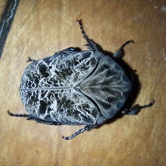Gymnetis litigiosa