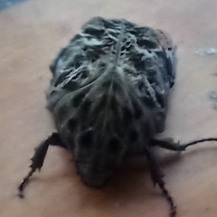 Gymnetis litigiosa