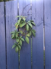 Parthenocissus quinquefolia