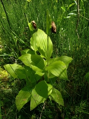 Cypripedium reginae