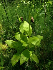 Cypripedium reginae