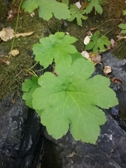 Darmera peltata