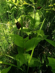 Cypripedium reginae