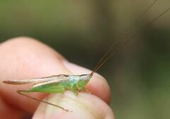 Conocephalus gracillimus