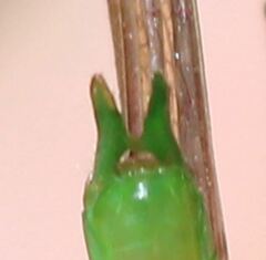 Conocephalus gracillimus