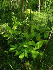 Cypripedium reginae
