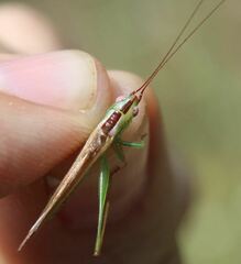 Conocephalus gracillimus