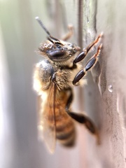 Apis mellifera