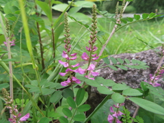 Indigofera pseudotinctoria