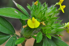 Stylosanthes capitata