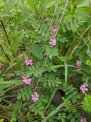 Indigofera pseudotinctoria
