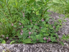 Indigofera pseudotinctoria