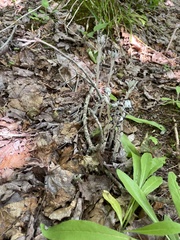 Monotropa uniflora
