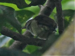 Vireo leucophrys