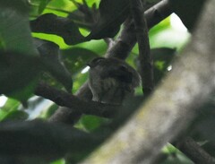 Vireo leucophrys