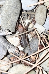 Gluvia dorsalis