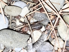 Gluvia dorsalis