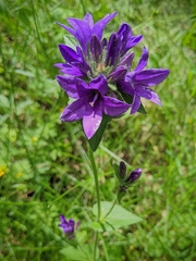 Campanula cervicaria