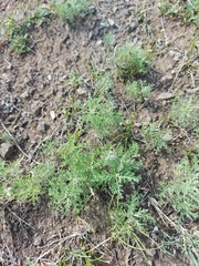 Artemisia adamsii