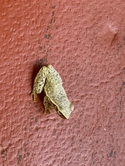 Exerodonta smaragdina