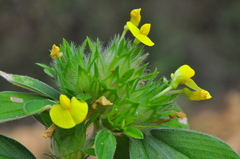 Stylosanthes capitata