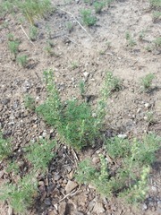 Artemisia adamsii