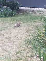 Oryctolagus cuniculus