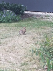 Oryctolagus cuniculus